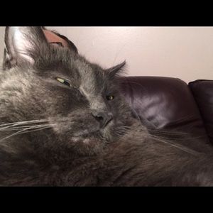 Meet your Posher, Paul